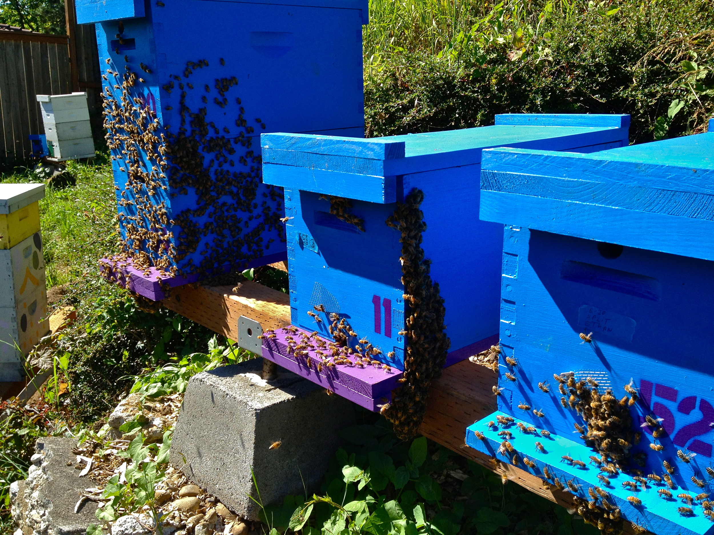 Bridgetown bees nucs