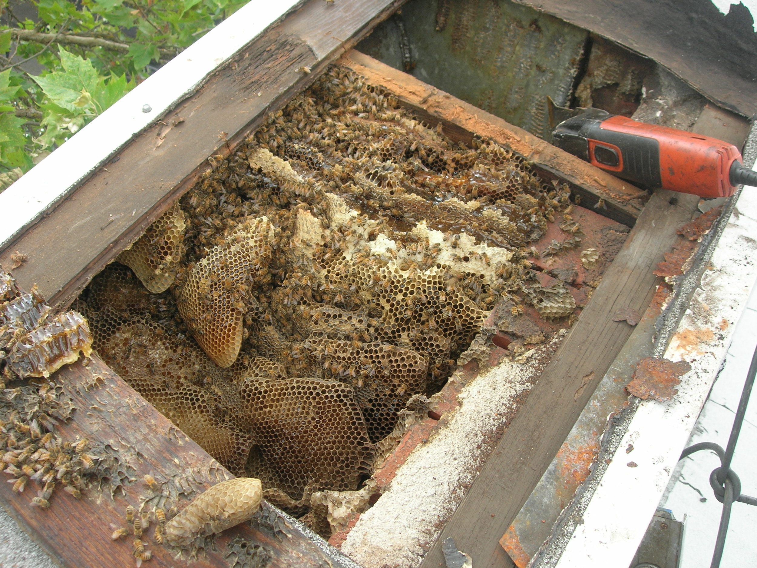 Bees and comb in building wall