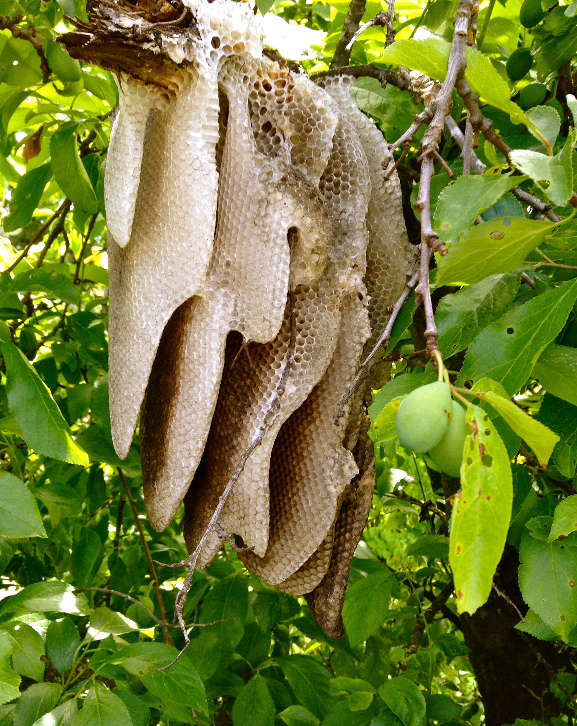 Comb in plum tree