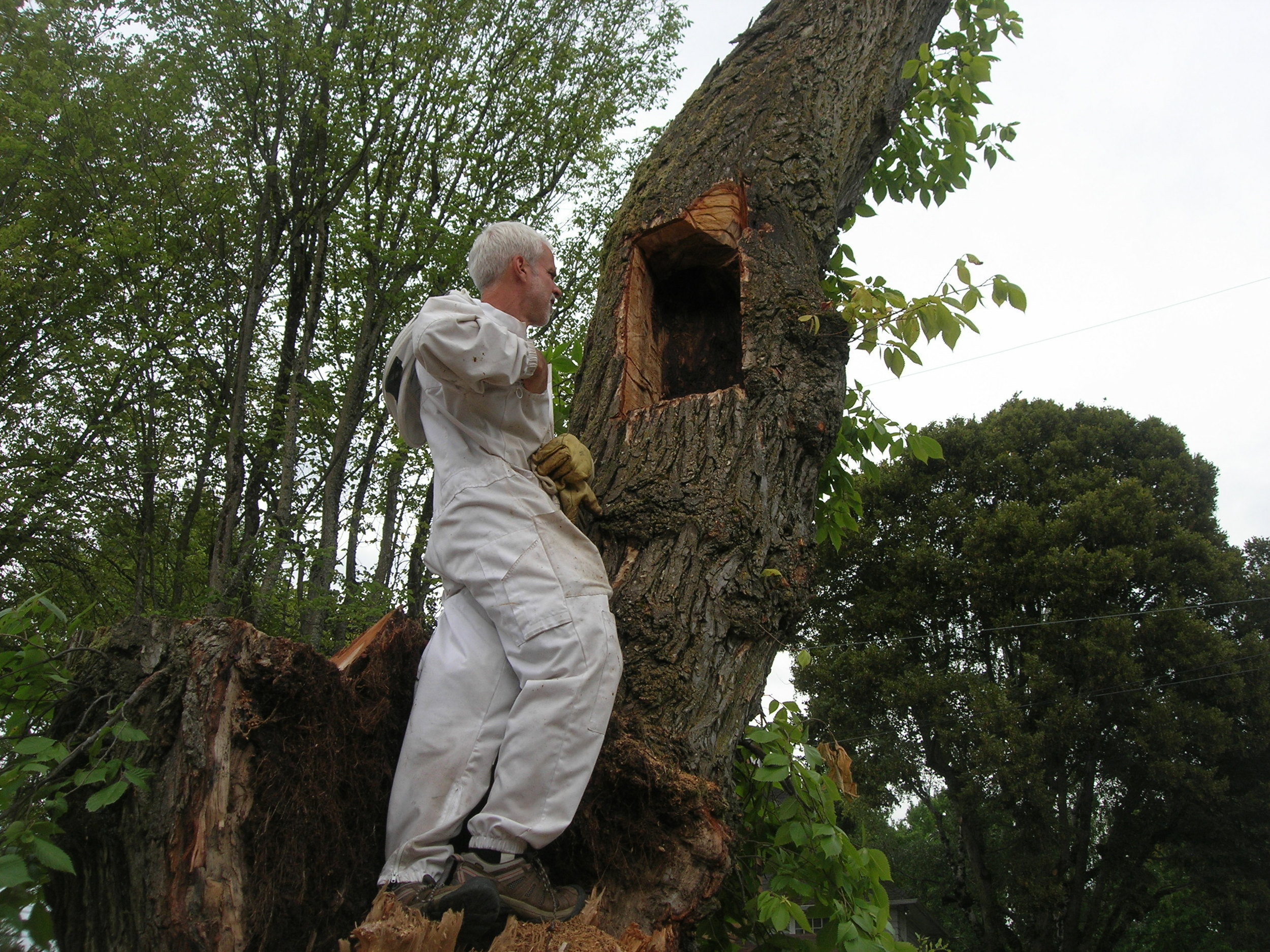 Tim looking at tree cutout