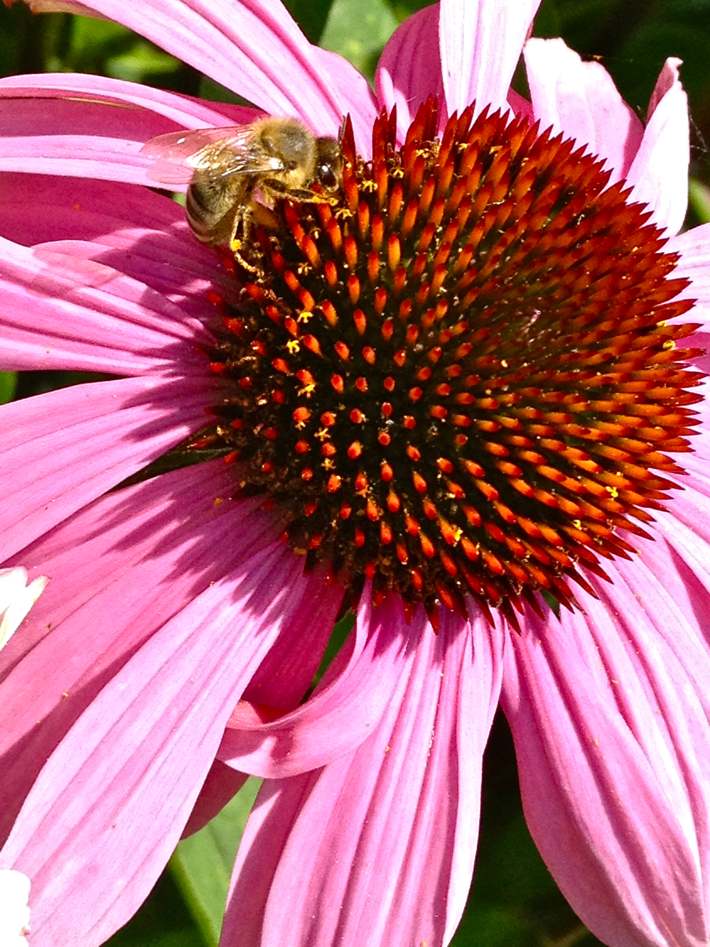 Bee on Echinacea purpurea