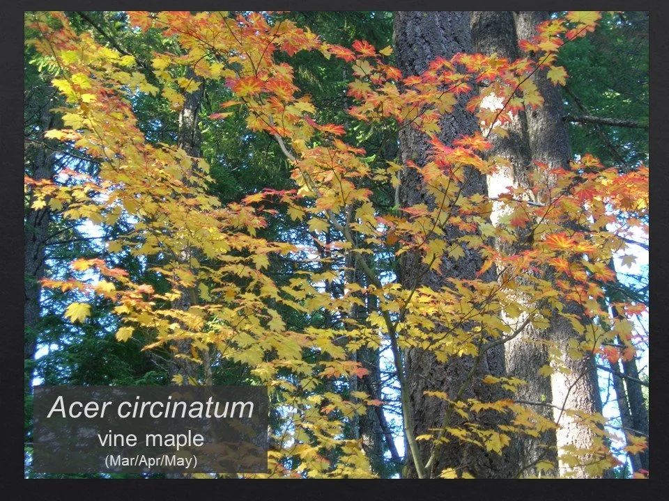 Slide61.JPG