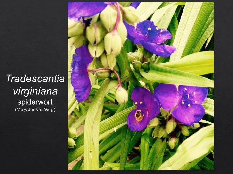 Slide31.JPG