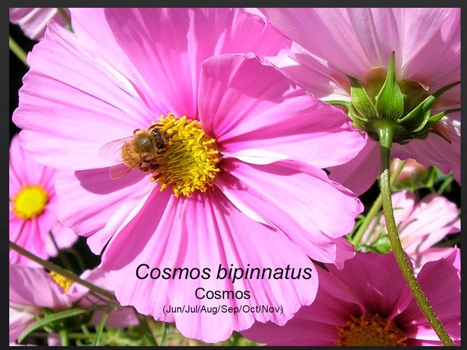 Slide20.JPG