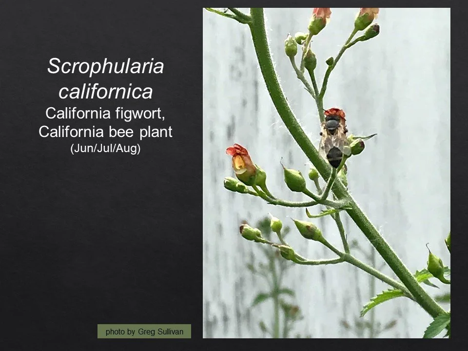 Slide25.JPG