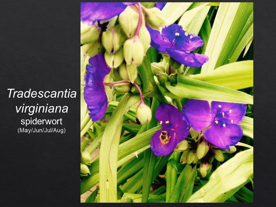 Slide37.JPG