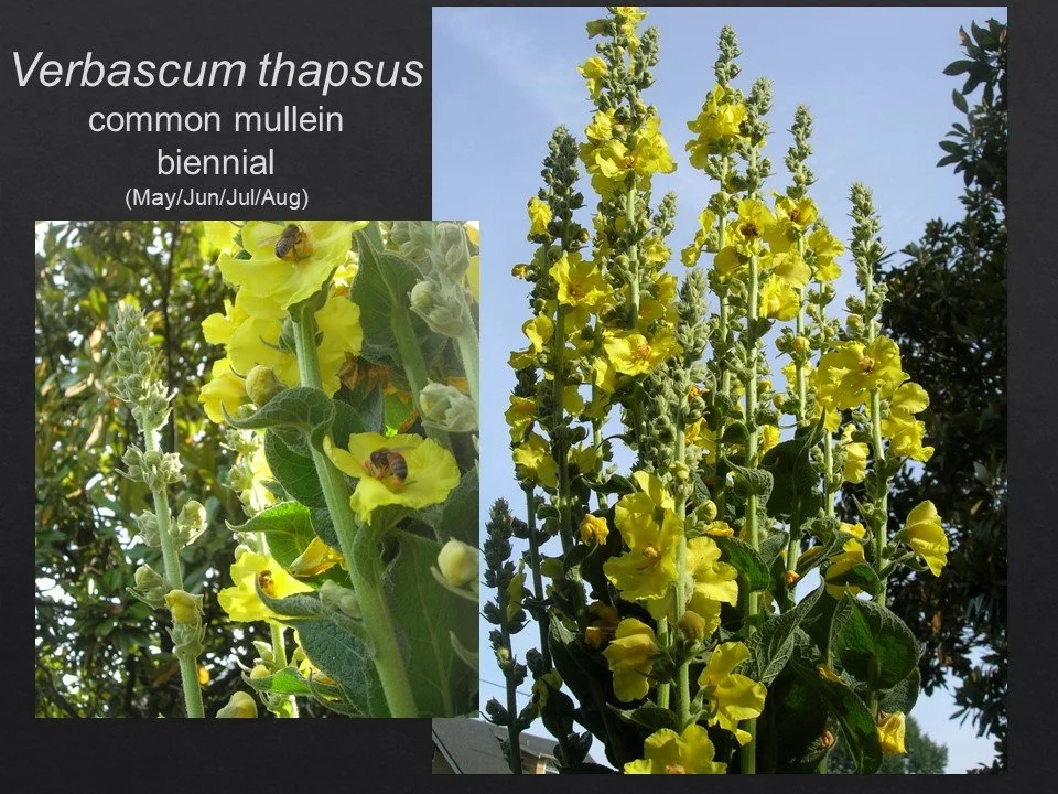 Slide46.JPG