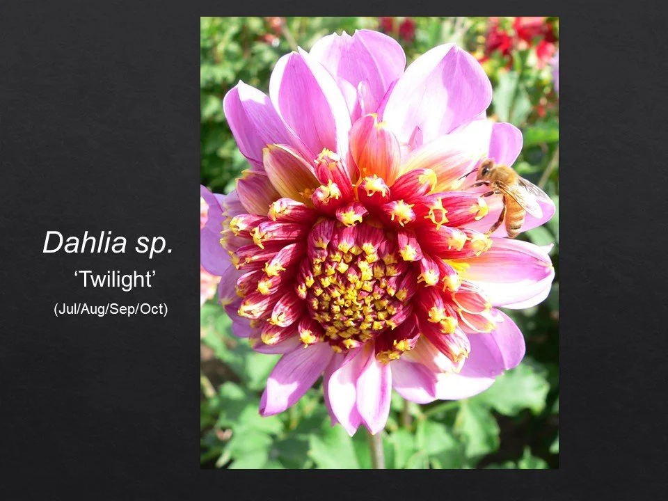 Slide75.JPG