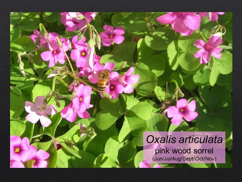 Slide77.JPG