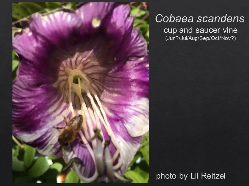 Slide85.JPG