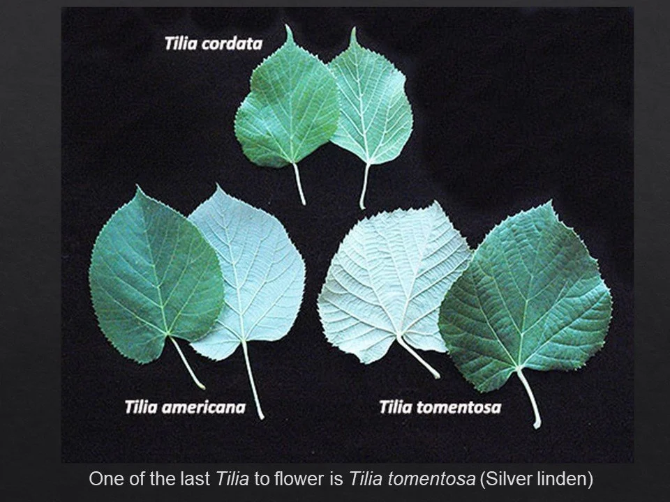 Slide112.JPG