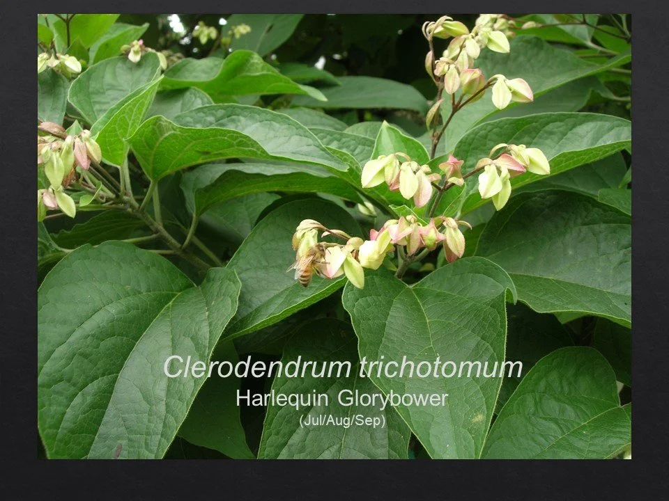 Slide119.JPG