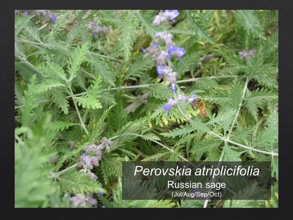 Slide127.JPG