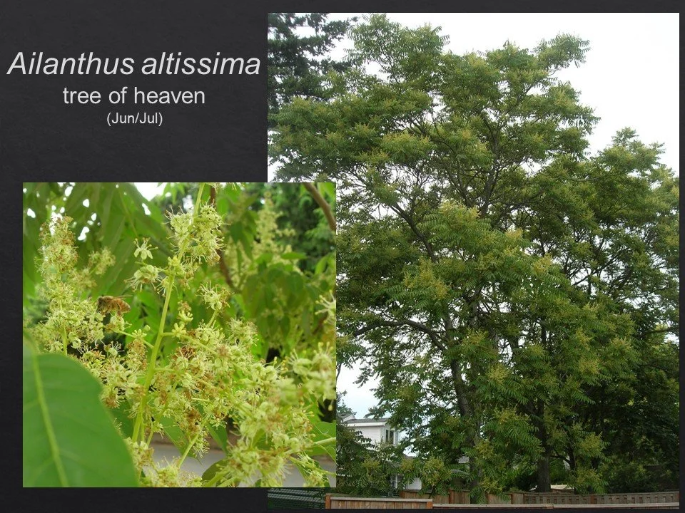 Slide136.JPG