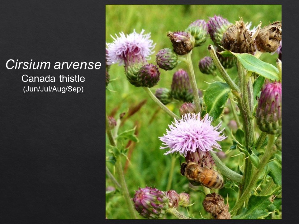 Slide141.JPG