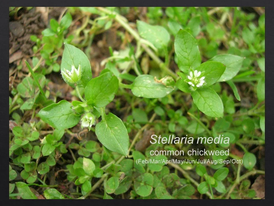 Slide143.JPG