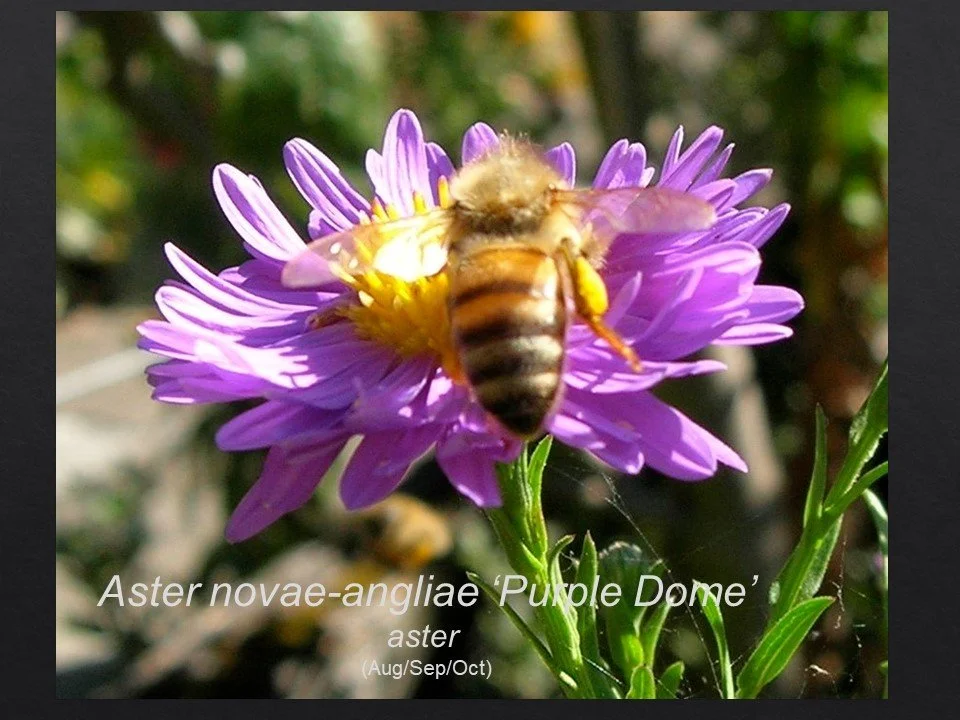 Slide4.JPG