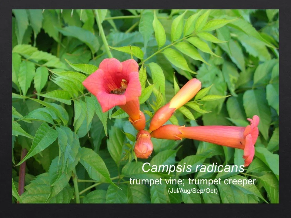 Slide58.JPG