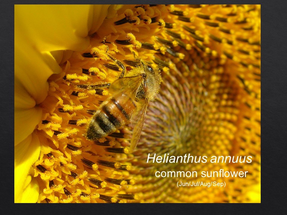 Slide11.JPG