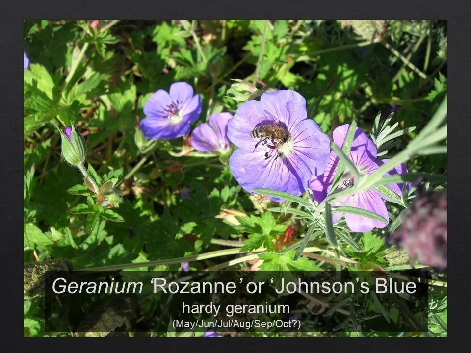 Slide29.JPG