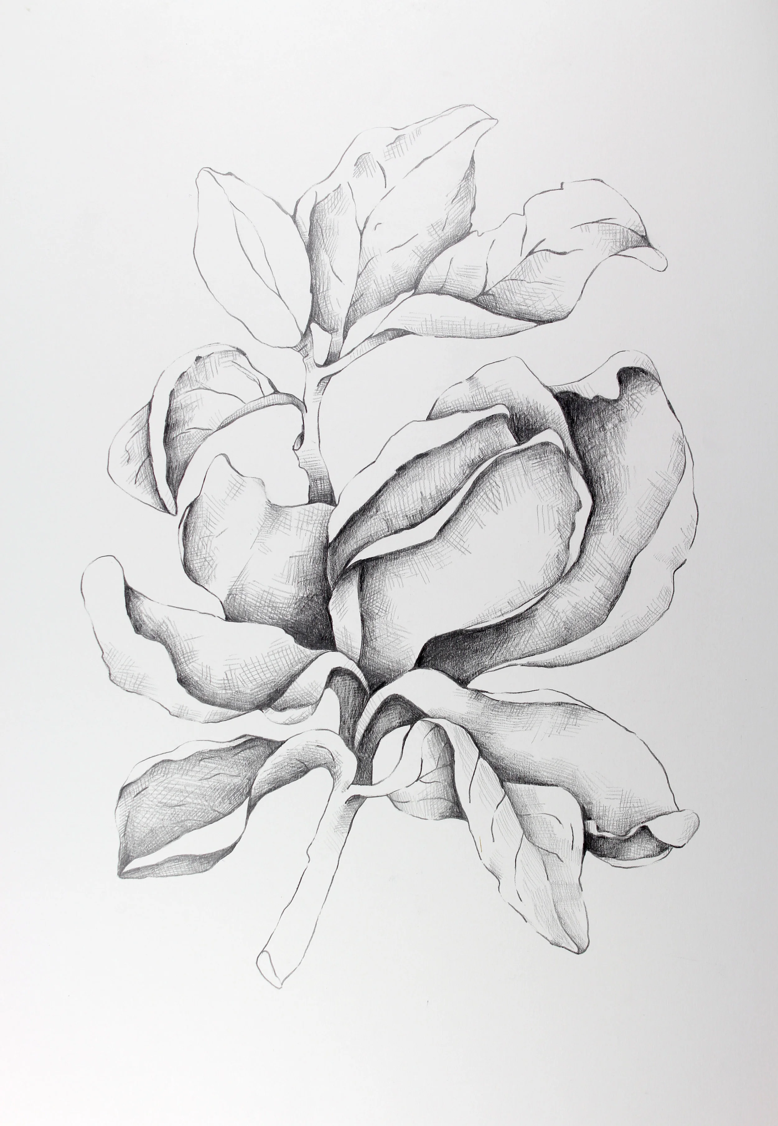 Magnolia flower in graphite on paper.