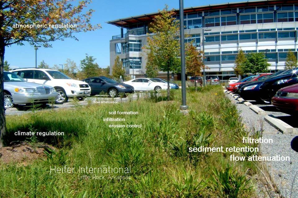 Bioswale in the parking lot of Heifer International Headquarters featuring native grasses and perennials.