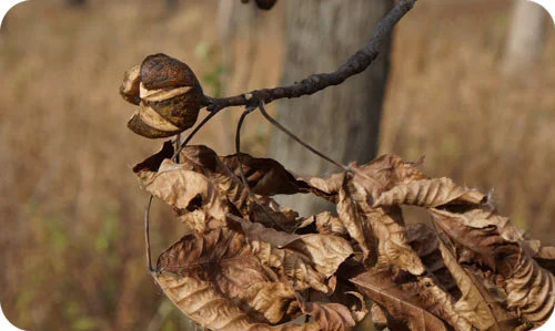 ShagbarkHickoryBranch.jpg