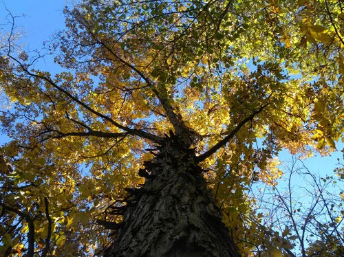 ShagbarkHickoryTree.jpg