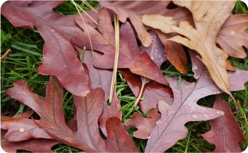 FallLeaves2.jpg