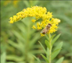 SpringFlowers_LesleyBruceSmith.jpg