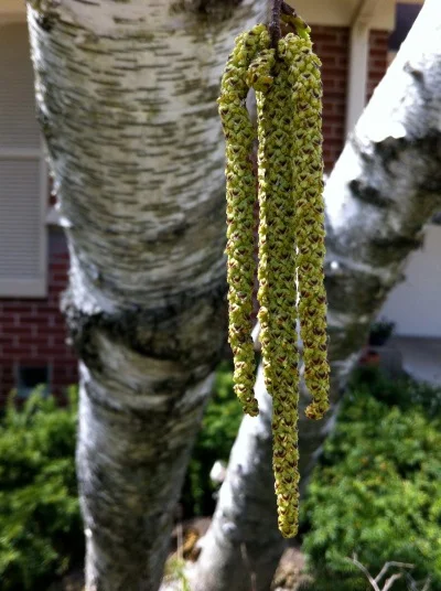 White Birch Flowers