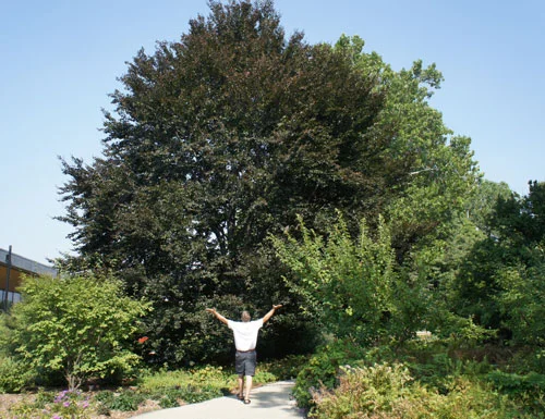 AmericanBeechTreeW.jpg