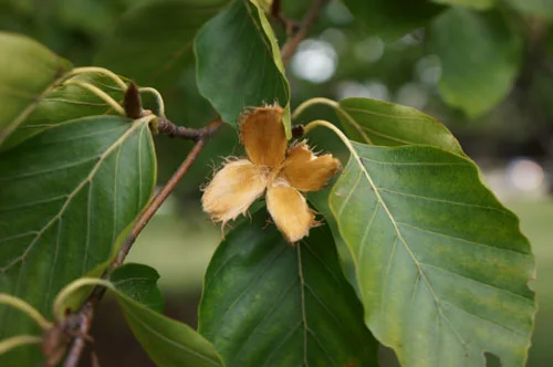 BeechTree2W.jpg