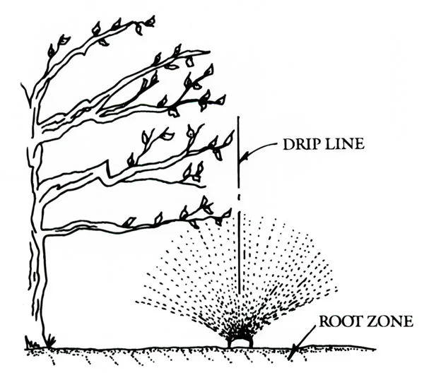 Watering_Arborsmith.jpg