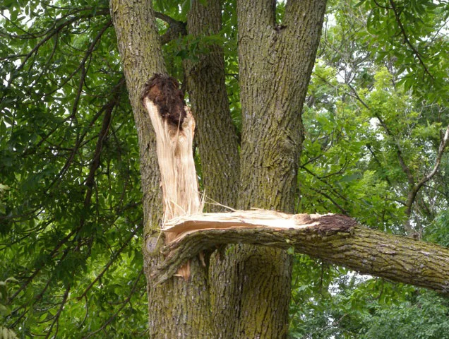 StormDamage_Arborsmith.jpg