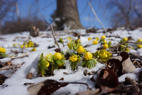 Winter Aconite, spring’s first flower by Lesley Bruce Smith