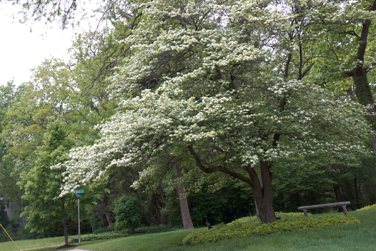 Arborsmith_HawthorneTreesInSpring.jpeg
