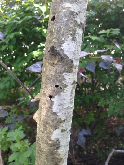 Arborsmith_Borer_Infested_WhiteBirch_TreeW.jpg