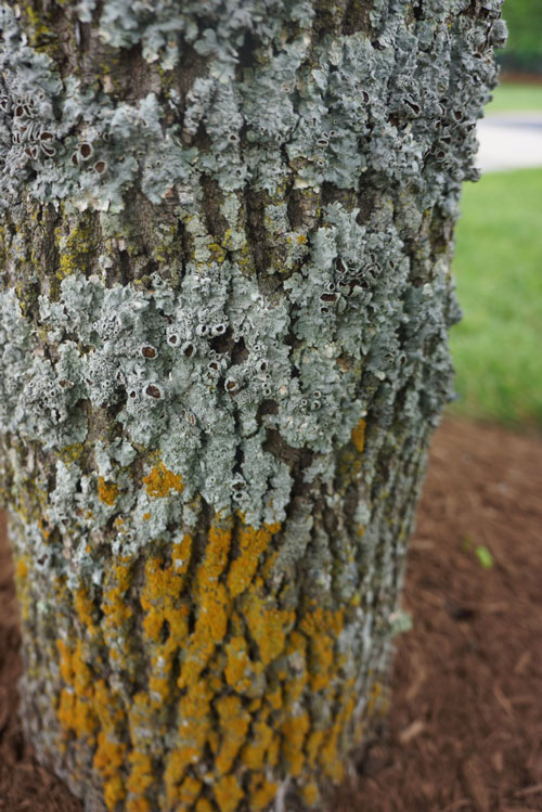 Several different species of lichen on a tree trunk. photos by: Lesley Bruce Smith