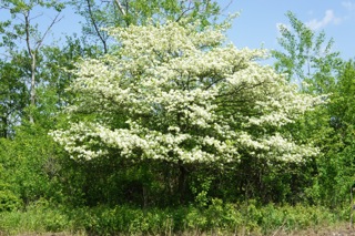 Arborsmith_HawthorneTreesSpringSummer1.jpeg