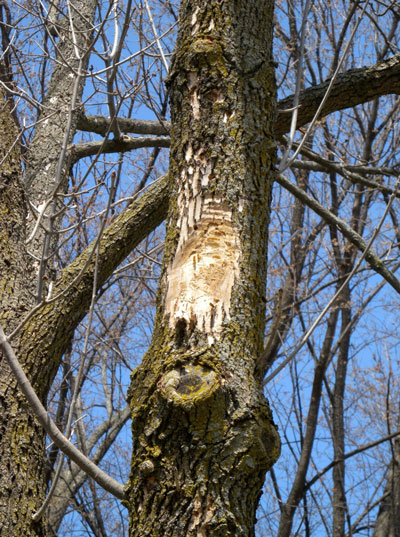 TreeRiddledWithBorersW.jpg