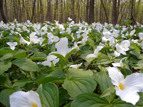 TrilliumW.jpg