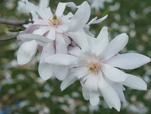 MagnoliaStellataW.jpg