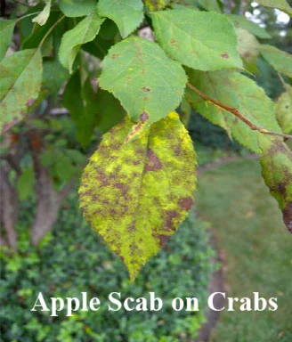 AppleScabW.jpg
