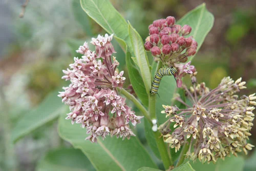 MonarchButterflyLarvaeW.jpg
