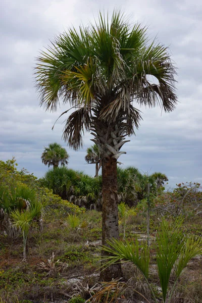 Surviving Palm by Lesley Bruce Smith