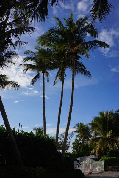 Palm by Lesley Bruce Smith