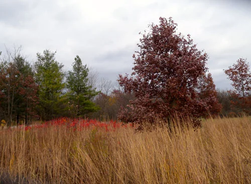 FallColorsW.jpg