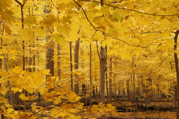 FallColorAtRyersonW.jpg