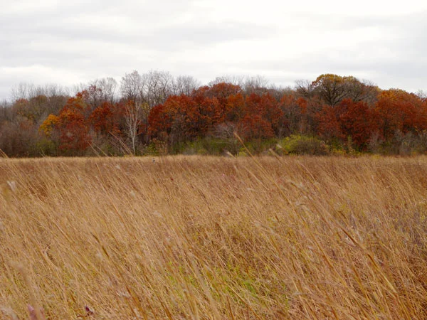 PrairieFallW.jpg